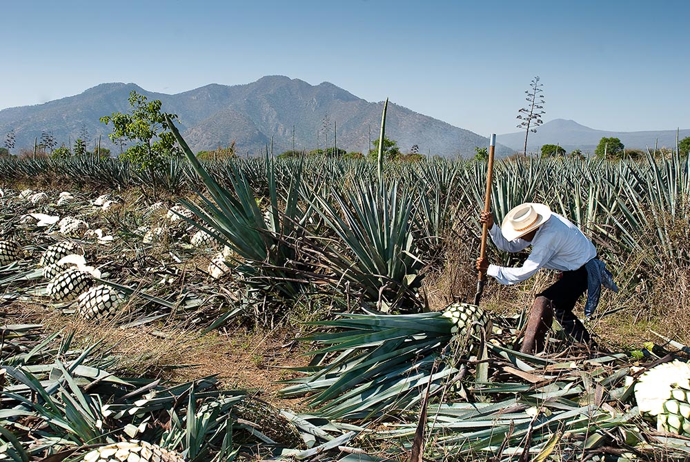 Blue Agave for Tequila
