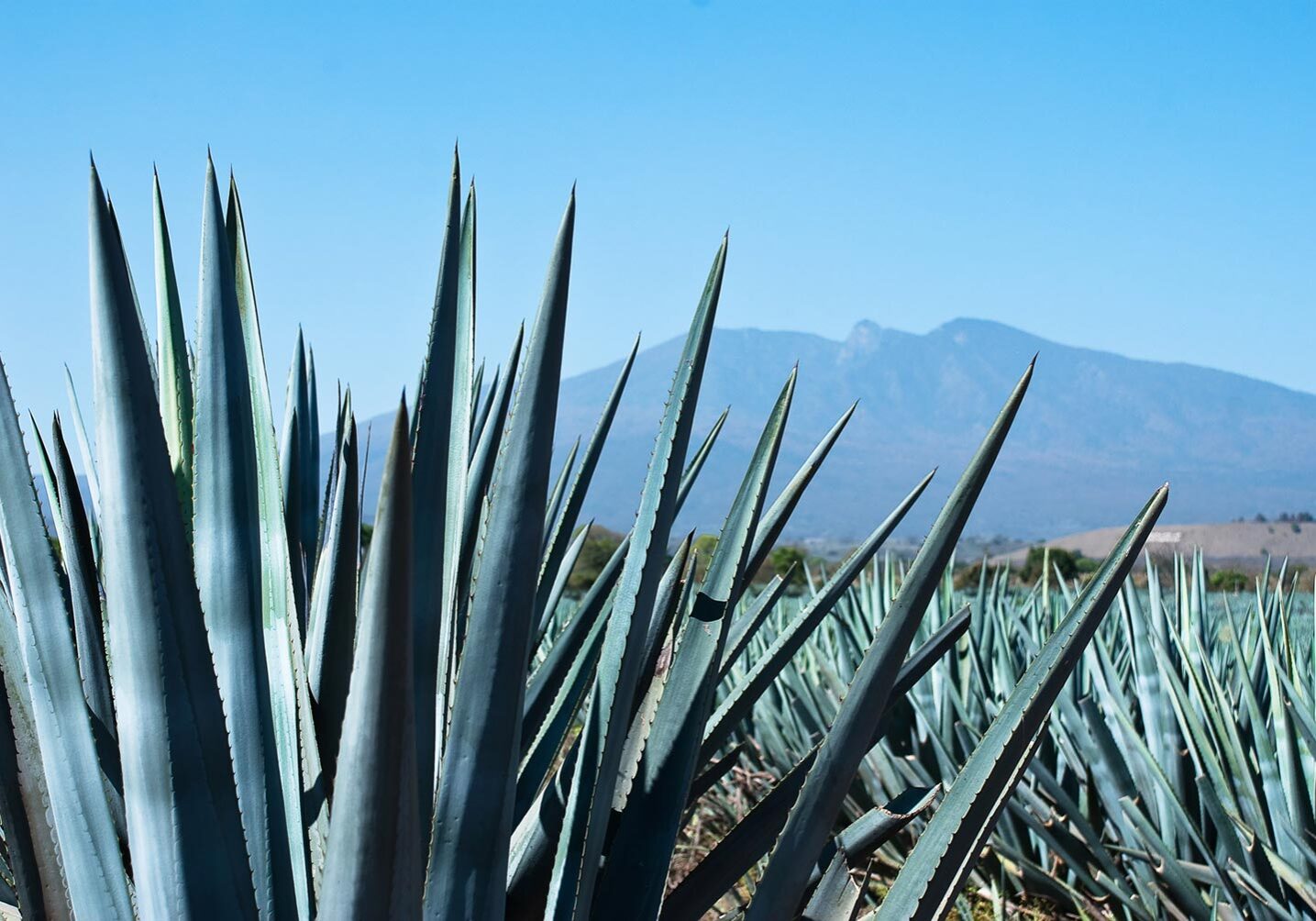 100% Blue Agave from Jalisco
